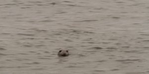 What are you doing here ?